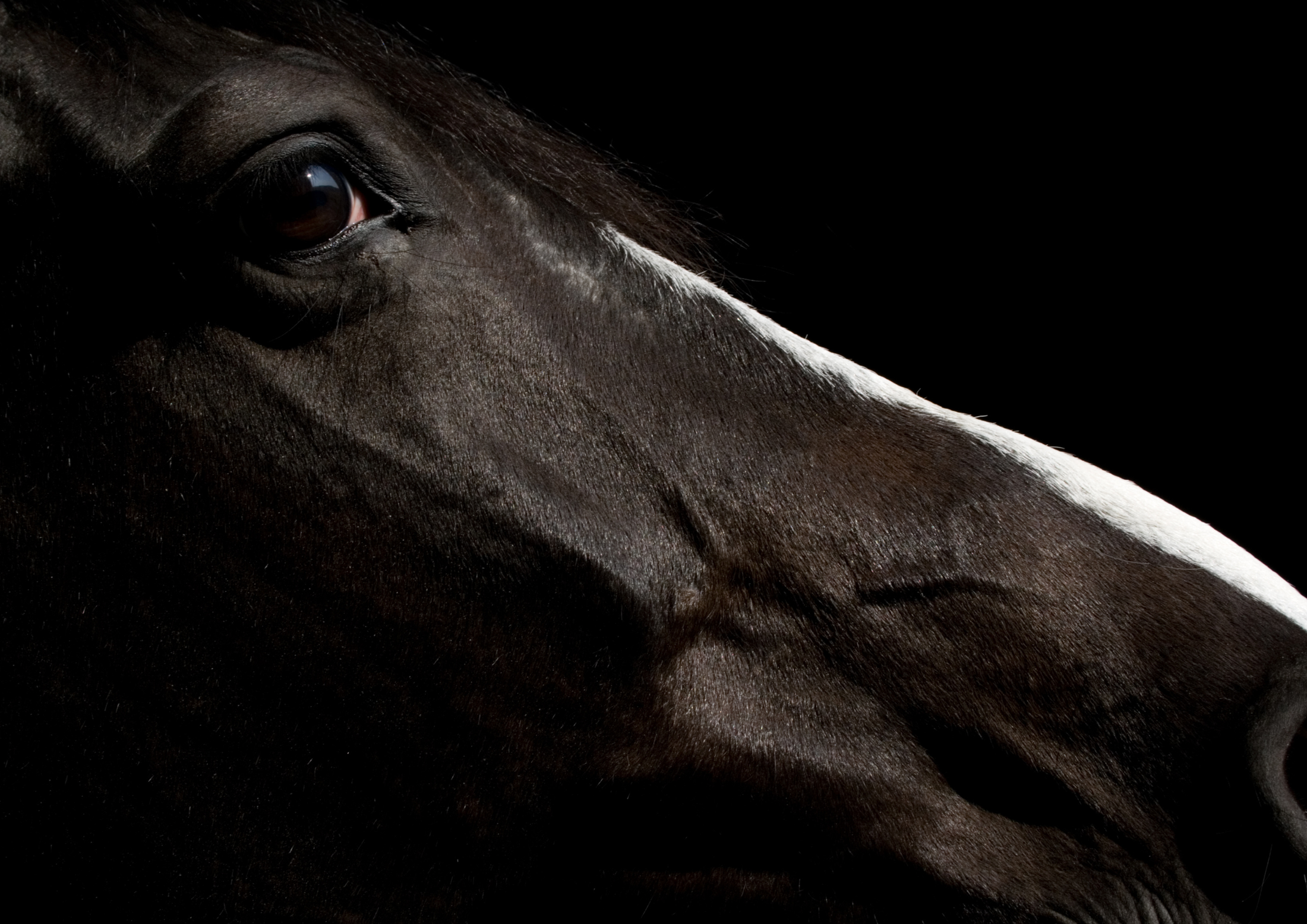 The Dutch Warmblood — the breed behind Cavalle No. 041
