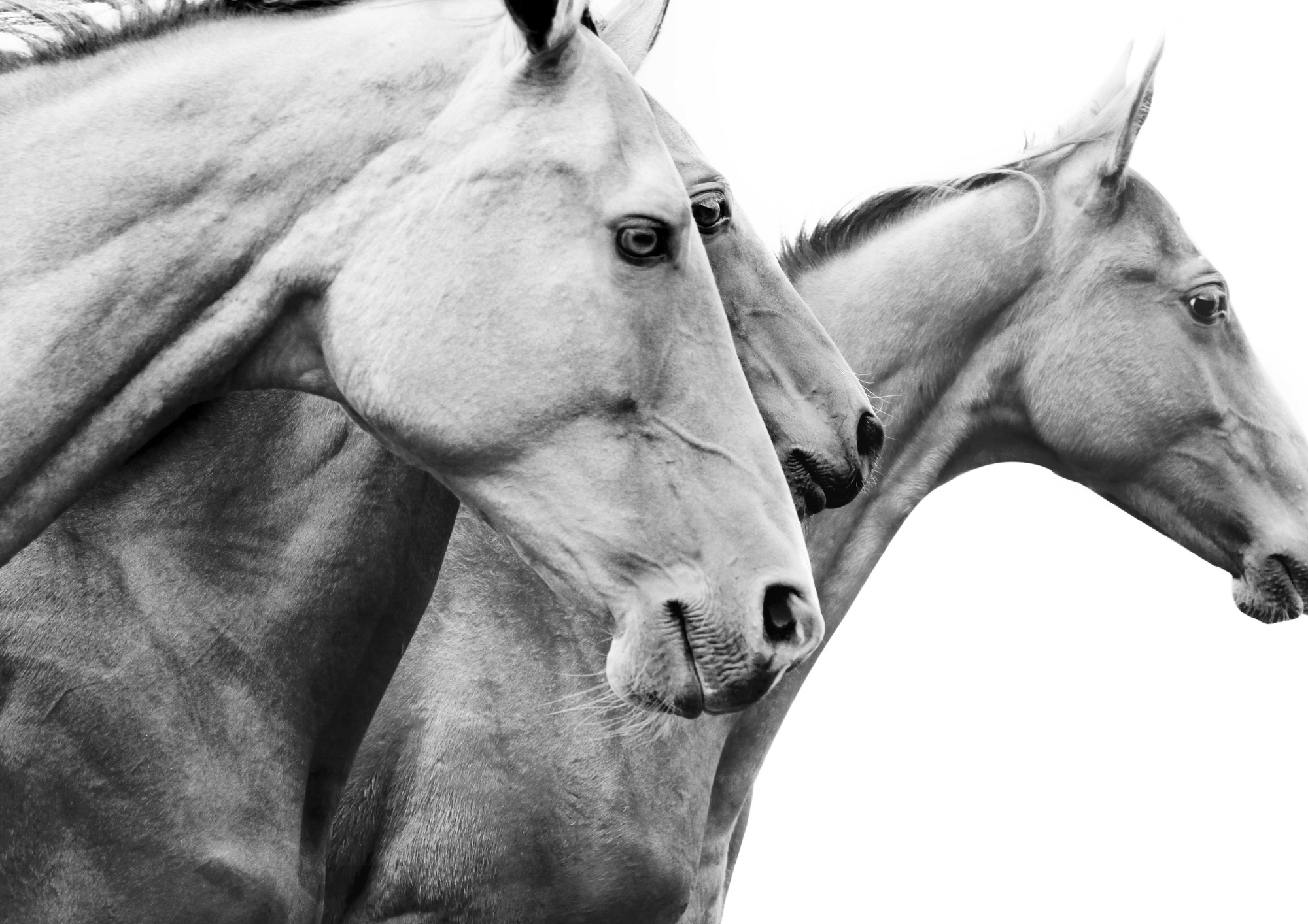 The Appaloosa — the breed behind Cavalle No. 118