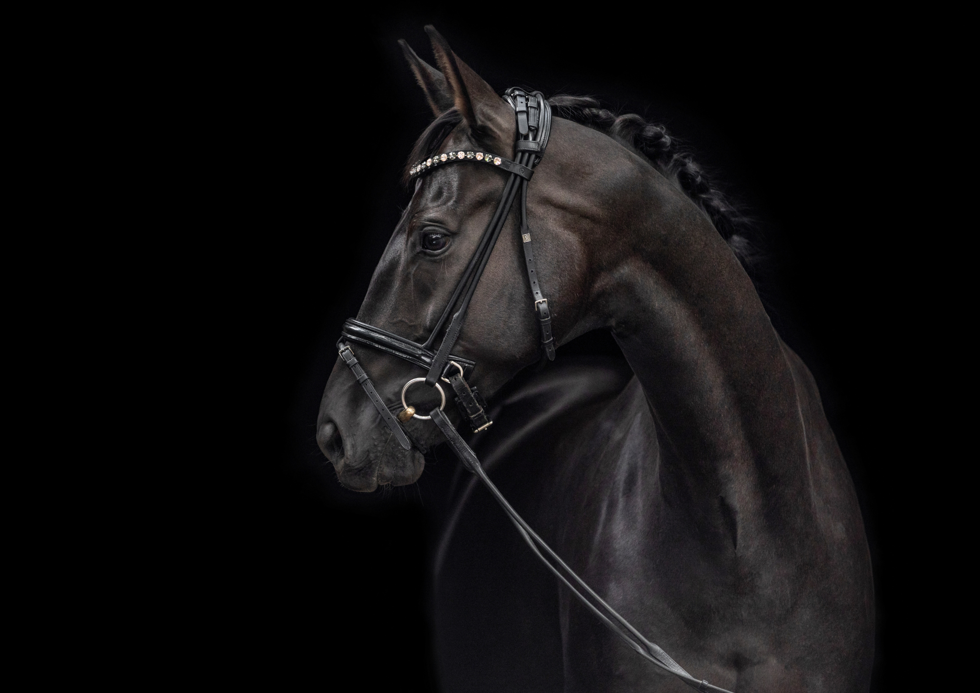 The Lusitano — the breed behind Cavalle No. 084