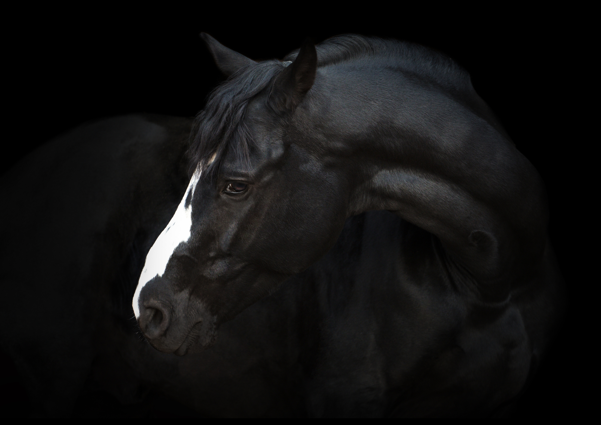The Friesian — the breed behind Cavalle No. 072