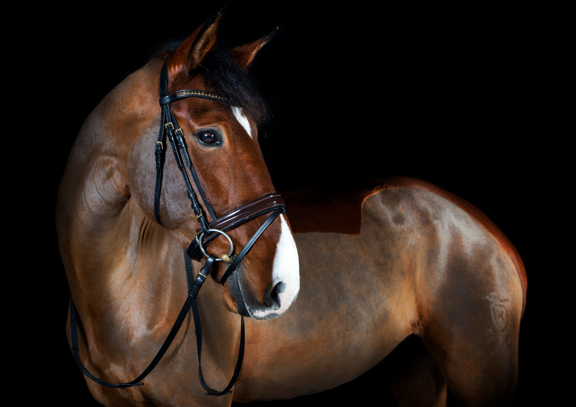 The Thoroughbred — the breed behind Cavalle No. 109