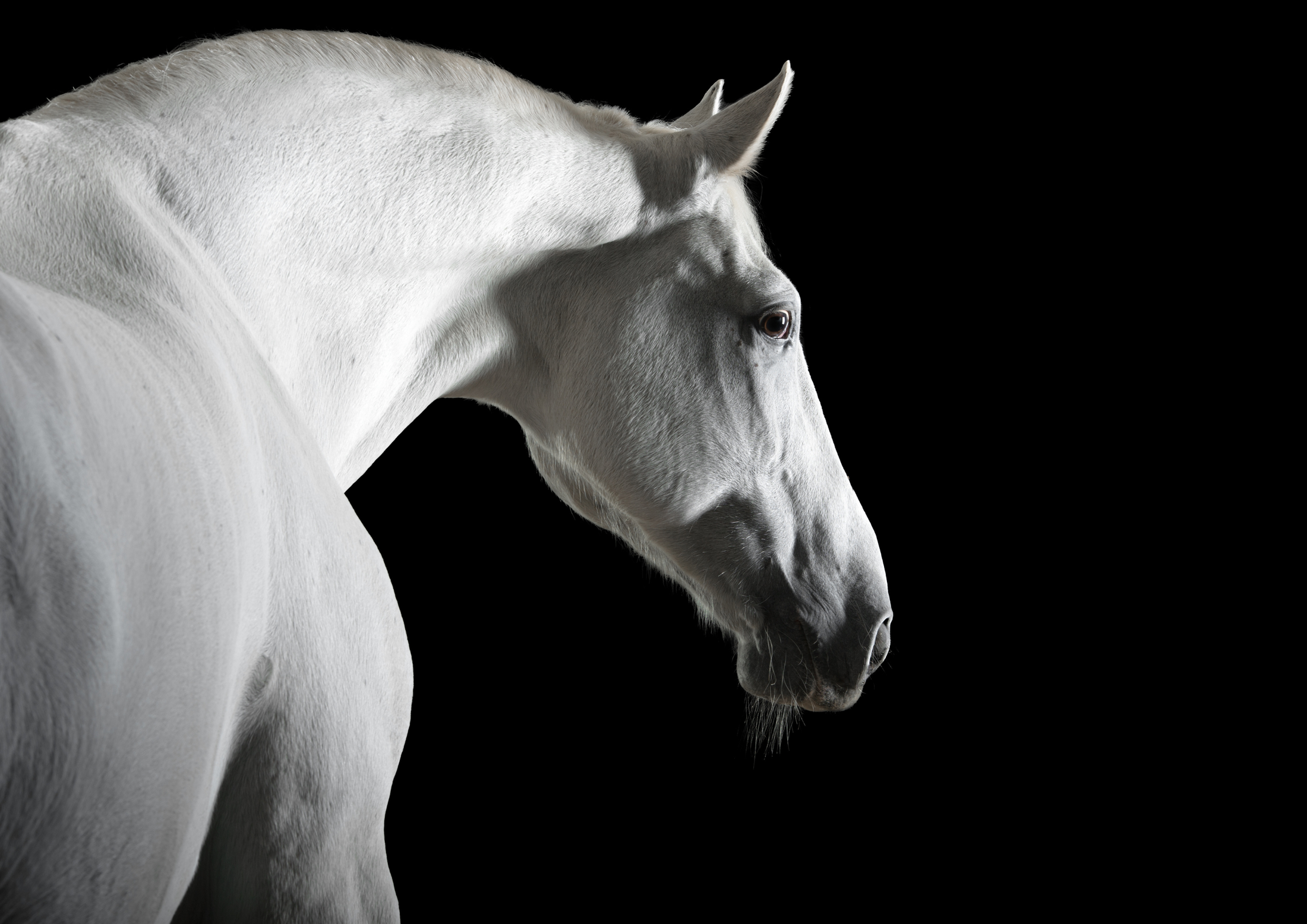 The Arabian — the breed behind Cavalle No. 023
